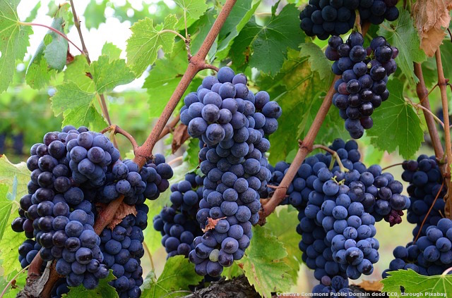 Fare export di vino richiede un consulente che sappia non solo di internazionalizzazione, ma anche di aspetti tecnici e di marketing
