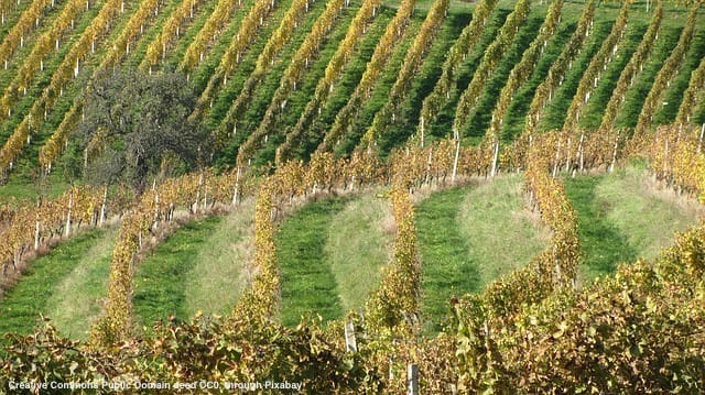 Export del made in Italy: l'esempio del vino
